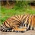 Социальное поведение тигров